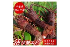 ＜金曜日発送＞漁師直送!千葉県館山産 天然『活』伊勢海老　2kg(サイズおまかせ)【1660545】