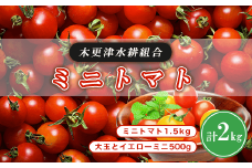 KBD001 ミニトマト1.5kg　大玉とイエローミニ500g 計2kg＜木更津水耕組合＞ ミニトマト 千葉県 木更津 送料無料