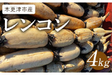 【先行予約／11月～発送開始】木更津市産レンコン4kg KBT001 ふるさと納税  れんこん レンコン 蓮根 千葉県 木更津市 送料無料