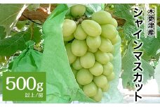 木更津産 シャインマスカット 500ｇ以上 1房  旬をお届け！【先行予約】8月下旬〜9月初旬にかけて順次発送 KCC001 / 先行予約 フルーツ 果物 ぶどう 葡萄 シャインマスカット おすすめ 贈答 2024 シャインマスカット 産地 期間限定  国産 人気 新鮮 種なし 高級 くだもの 
