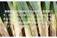 美味しいと納得した野菜や果物を年間約80種類生産