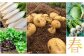 春の野菜はキャベツ、大根、かぶ、ジャガイモ、レタス、そら豆、小松菜、タケノコ、ニラ、グリーンピース、ケール　etc