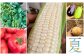 夏の野菜は玉ねぎ、枝豆、ナス、トマト、キュウリ、オクラ、ピーマン、しょうが、ツルムラサキ、とうもろこし etc