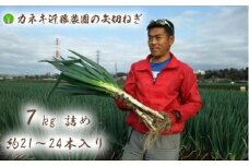 AA003【カネキ近藤農園】矢切ネギ　甘くて極太