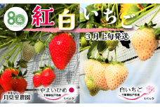 EH004-d 【松戸市制施行80周年】紅白いちご食べ比べセット　2パック　3月上旬発送