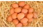 遠方（埼玉県等）からもお買い求めに来られるほど、美味しい卵です！！新鮮な卵をぜひご賞味下さい！！