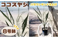 No.151 ココスヤシ8号鉢　パラワンサンド仕上げ ／ やしの木 室内 苗 千葉県