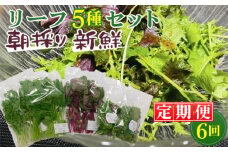 No.160 【毎月定期便6回】朝採りお日様リーフ5種セット ／ 野菜 ベビーリーフ ミックス 千葉県