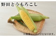 No.242 野田とうもろこし ／ トウモロコシ 野菜 朝採れ 千葉県