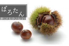 No.305 千葉県野田市産　栗（ぽろたん） 2kg ／ くり フルーツ 甘い ほろほろ 柔らかい
