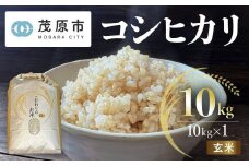 令和6年産 千葉県茂原市産 コシヒカリ  玄米10kg　MBAM008