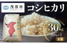 新米 令和7年産 千葉県茂原市産 コシヒカリ 玄米30kg 【ふるさと納税 おすすめ 人気 ランキング お米 米 精米 コシヒカリ 玄米 千葉県 茂原市】MBAM013