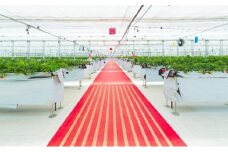 [№5904-0271]JAL Agriport　いちご狩りペア入場券