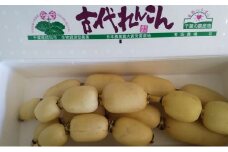 [№5904-0376]こだわりの “古代れんこん” 4kg