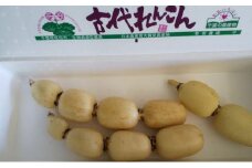 [№5904-0375]こだわりの “古代れんこん” 2kg