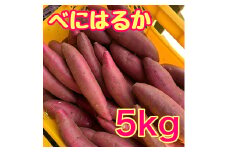 [№5904-0605]【ふるさと納税】べにはるか5kg　紅はるか サツマイモ さつまいも 芋 千葉県 成田市
