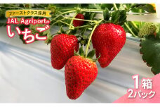 [№5904-0670]【先行予約】JALの直営農園からお届け ファーストクラス採用の「JAL Agriportのいちご」1箱 2パック いちごイチゴ 朝採り ファーストクラス 機内食 成田市 千葉県