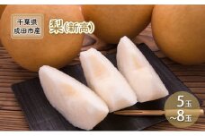 [№5904-0236]梨 先行予約 新高 5～8玉 なし ナシ 和梨 果物 くだもの フルーツ 旬のフルーツ 旬の果物 デザート 千葉 千葉県 成田市