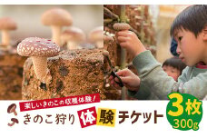 きのこ狩り体験チケット×3枚(300g)【1288352】