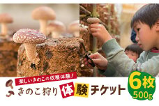 きのこ狩り体験チケット×6枚(500g)【1288606】