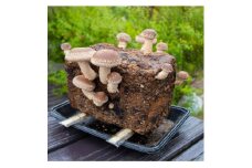 おうちで椎茸栽培キット「しいたけデル蔵くん」【1288868】