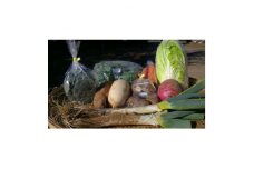 ≪畑から直送≫旬の野菜10種セット【1290013】