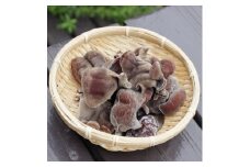 佐倉きのこ園のプリプリ生きくらげ500g【1416504】