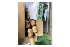 里山れんこん1kg【1539837】