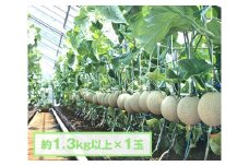 No.068 【約1.3kg以上×1玉】千葉アクアメロン（マスクメロン）大玉 ／ 果物 フルーツ 温室メロン 千葉県