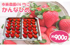 No.073 【市東農園のいちご】かんなひめ　約900g ／ フルーツ イチゴ 苺 千葉県
