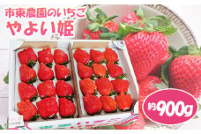 No.075 【市東農園のいちご】やよい姫　約900g ／ フルーツ イチゴ 苺 千葉県