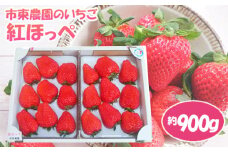 No.077 【市東農園のいちご】紅ほっぺ　約900g ／ フルーツ イチゴ 苺 千葉県