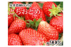 No.079 【安井農園のいちご】とちおとめ　約900g ／ フルーツ イチゴ 苺 千葉県