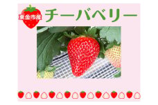 No.081 【今関いちご園のいちご】チーバベリー　約1000g ／ フルーツ イチゴ 苺 千葉県