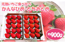 No.083 【かんなひめ／とちおとめ】市東農園の完熟いちご食べ比べセット　約900g ／ フルーツ イチゴ 苺 千葉県