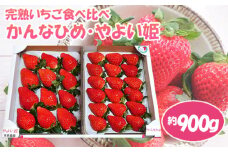 No.084 【かんなひめ／やよい姫】市東農園の完熟いちご食べ比べセット　約900g ／ フルーツ イチゴ 苺 千葉県