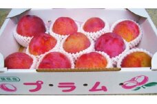 No.090 プラム（ソルダム）約2～2.2kg ／ 果物 フルーツ 千葉県
