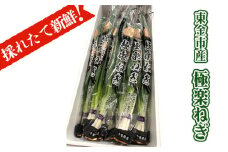 No.179 採れたて！　新鮮！　東金市産　極楽ねぎ ／ ネギ 葱 分けねぎ 野菜 千葉県 特産品