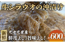 生シラウオの沖漬け 600g (100g×6P) 1パック2人前 白魚 シラウオ 沖漬け 小魚 醤油 タレ 魚介類 無添加 魚介 海の幸 海 魚  贈答 ギフト プレゼント 贈答 記念日 お祝い 送料無料 ふるさと納税 飯岡ヤマイチ水産-大納屋- 千葉県 旭市