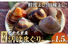 活はまぐり約1.5kg 九十九里産 国産 はまぐり 活はまぐり 貝類 貝 魚貝類 無添加 魚介 海の幸 海鮮 海産物 海 鍋 バーベキュー BBQ お吸い物 産地直送 ご馳走 蛤 贈答 ギフト プレゼント 贈答 記念日 お祝い 送料無料 千葉県 旭 飯岡ヤマイチ水産-大納屋- メディア 千葉県 旭市 iys007