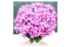 胡蝶蘭 ミディー胡蝶蘭 ピンク  ラッピング 13号 20本立ち 花 お花 flower 植物 コンパクト 家庭用 鑑賞 インテリア 贈答 記念日 ギフト プレゼント お祝い 祝い 誕生日 還暦 米寿 お歳暮 お中元 贈り物 開店祝い 送料無料 ふるさと納税 椎名洋ラン園 千葉県 旭市