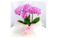 ミディー 胡蝶蘭 ピンク 5号 3本立ち ラッピング付き 花 お花 flower 植物 コンパクト 家庭用 鑑賞 インテリア 贈答 記念日 ギフト プレゼント お祝い 祝い 誕生日 還暦 米寿 お歳暮 お中元 贈り物 送料無料 ふるさと納税 椎名洋ラン園 千葉県 旭市