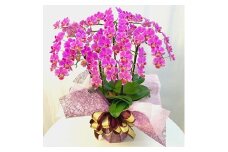 胡蝶蘭 ミディー胡蝶蘭 ピンク 6.5号 5本立ち ラッピング付き 花 お花 flower 植物 コンパクト 家庭用 鑑賞 インテリア 贈答 記念日 ギフト プレゼント お祝い 祝い 誕生日 還暦 米寿 お歳暮 お中元 贈り物 送料無料 ふるさと納税 椎名洋ラン園 千葉県 旭市
