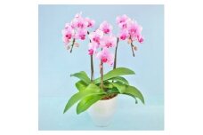 胡蝶蘭 ミディー胡蝶蘭 ピンク 5号 3本立ち 寄せ植え 花 お花 flower 植物 コンパクト 家庭用 鑑賞 インテリア 贈答 記念日 ギフト プレゼント お祝い 祝い 誕生日 還暦 米寿 お歳暮 お中元 贈り物 送料無料 ふるさと納税 椎名洋ラン園 千葉県 旭市
