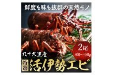 特選活伊勢エビ 2尾 伊勢エビ 活 生 活き 活き〆 活き締め 活締め 伊勢海老 九十九里 九十九里産イセエビ エビ 特選 刺身 生食用 海鮮 海産物 魚介 新鮮 高級 人気 国産 天然 直送 お祝い ギフト おすすめ 送料無料 冷蔵 千葉県 旭市 不動丸 fdm005
