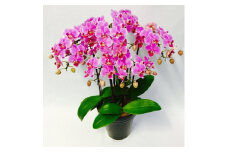 胡蝶蘭 ミディ胡蝶蘭 ピンク 6.5号 5本立ち 寄せ植え 鉢 付き 飾るだけ 手軽 花 お花 flower 華 hana 観葉植物 植物 コンパクト 鑑賞 インテリア 贈答 記念日 ギフト プレゼント お祝い 祝い 誕生日 還暦 米寿 お歳暮 お中元 贈り物 母の日 送料無料 産地直送 千葉県 旭市