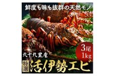 特選活伊勢エビ 3尾 約1kg 伊勢エビ 活  生 活き 活き〆 活き締め 活締め 生 伊勢海老 九十九里 九十九里産イセエビ エビ 特選 刺身 焼き物 味噌汁 生食用 魚介 新鮮 高級 人気 国産 天然 直送 お祝い ギフト グルメ 冷蔵 千葉県 旭市 不動丸 fdm006