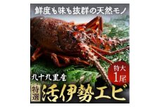 特選活伊勢エビ 1尾 伊勢エビ 活 生 活き 活き〆 活き締め 活締め 伊勢海老 九十九里 九十九里産イセエビ エビ 特選 刺身 焼き物 味噌汁 ボイル エビフライ 生食用 魚介 新鮮 高級 人気 国産 天然 天然物 直送 お祝い ギフト おすすめ 送料無料 冷蔵 千葉県 旭市 不動丸 fdm008