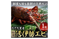 特選活伊勢エビ 1尾 伊勢エビ 生きたまま発送 活 生 活き 活き〆 活き締め 活締め 伊勢海老 九十九里浜 九十九里 伊勢 海老 エビ 特選 刺身 焼き物 味噌汁 ボイル エビフライ 生食用 魚介 新鮮 高級 人気 国産 天然 天然物 直送 お祝い ギフト おすすめ 送料無料 冷蔵 不動丸 千葉県 旭市 fdm008