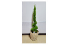 観葉植物 ゴールドクレストウイルマ ラセン仕立て 籠付き 【6号鉢 高さ90cm】 産地直送 植物 緑 鉢 植木 観葉 クリスマスツリー ツリー クリスマス 室内 リビング グリーン 待合席 祝い 開店祝い 開業祝い ギフト プレゼント 贈答 記念日 お祝い 送料無料 千葉県 旭 平野園芸 千葉県 旭市